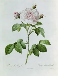 Claude-Antoine Thory Les roser. Illustration: rosa alba regalis (farvelitografi)